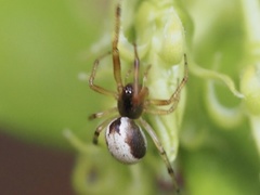 Theridiidae