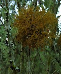 Teloschistes inflatus