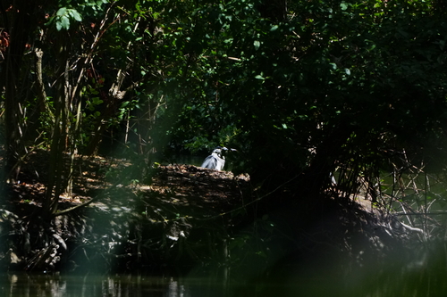 iNaturalist image