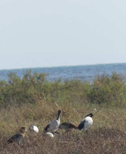 iNaturalist image