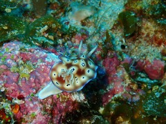 Goniobranchus leopardus