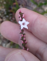 Epacris microphylla
