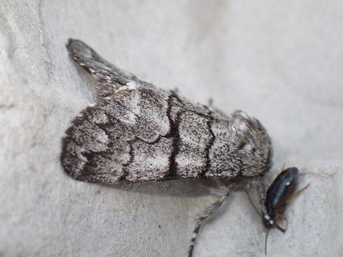 iNaturalist image