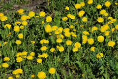 Taraxacum officinale