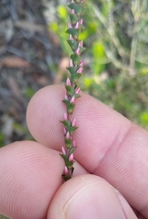 Epacris microphylla
