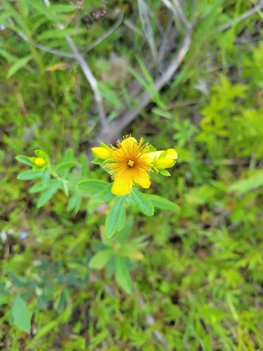 Hypericum kalmianum, photograph 3