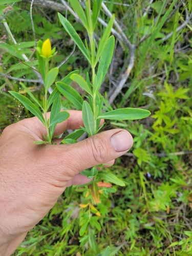 Hypericum kalmianum, photograph 4