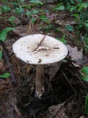 Amanita submaculata