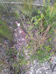 Epacris microphylla