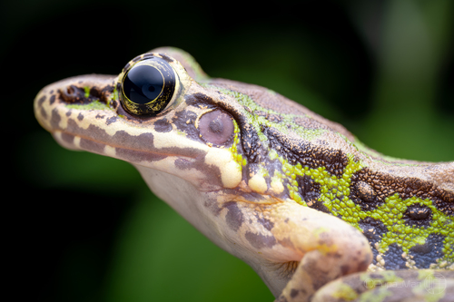 Tianmu Sharp-nosed Frog