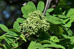 Sorbus aucuparia