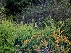 Anthochaera paradoxa