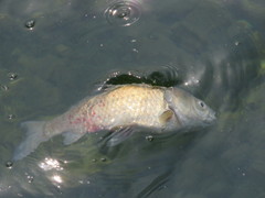 Cyprinus carpio