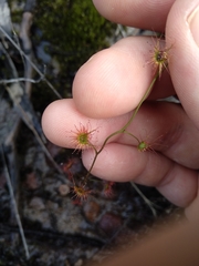 Drosera peltata