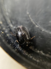 Attagenus schaefferi