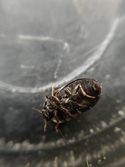 Attagenus schaefferi