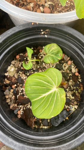 Philodendron gloriosum