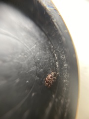 Anthrenocerus australis