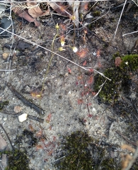 Drosera peltata