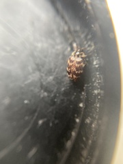 Anthrenocerus australis