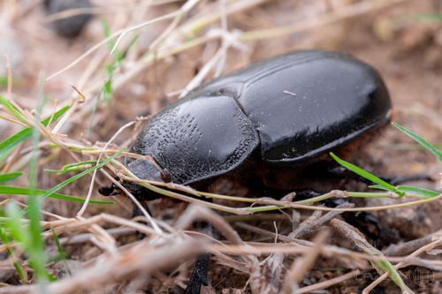 Trichogomphus mongol