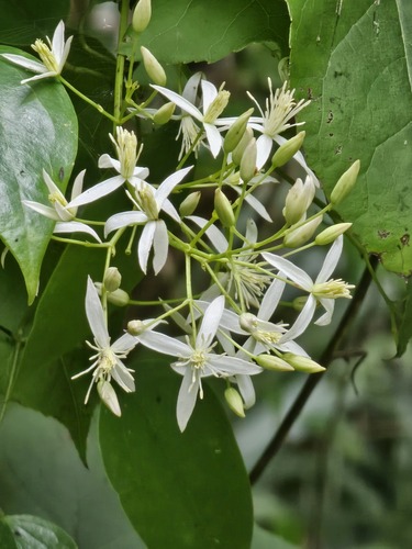 Clematis uncinata observed 2026-07-28