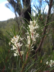 Hakea propinqua