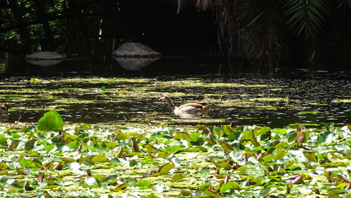 iNaturalist image