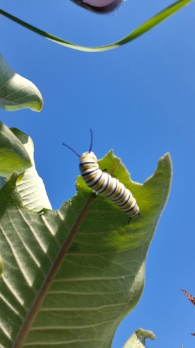 Monarch