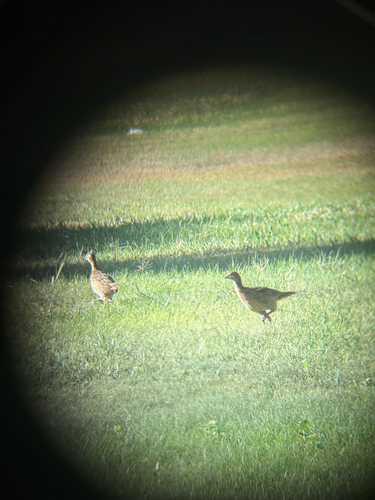 Ring-necked Pheasant
