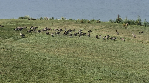 Canada Goose