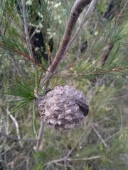 Hakea propinqua