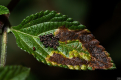 Oechalia schellenbergii