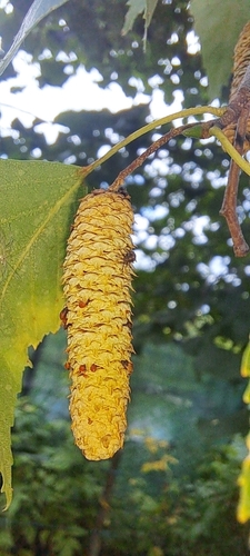 Birch Catkin Bug