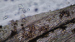 Brachythecium frigidum