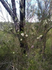 Hakea propinqua