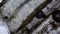 Brachythecium frigidum