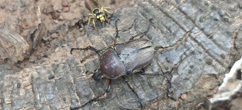 Cosmiomorpha modesta