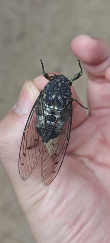 Robust Cicada