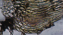 Brachythecium frigidum