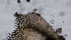 Brachythecium frigidum