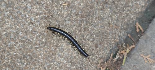 Orthomorphella pekuensis