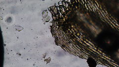 Brachythecium frigidum