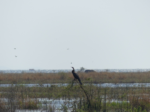 iNaturalist image