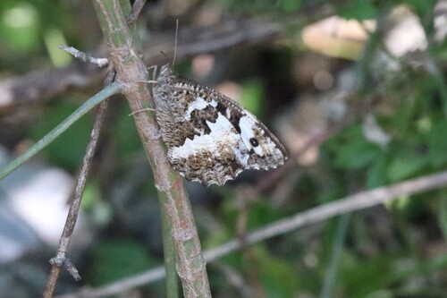 iNaturalist image