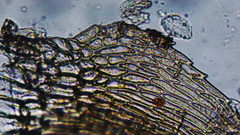 Brachythecium frigidum