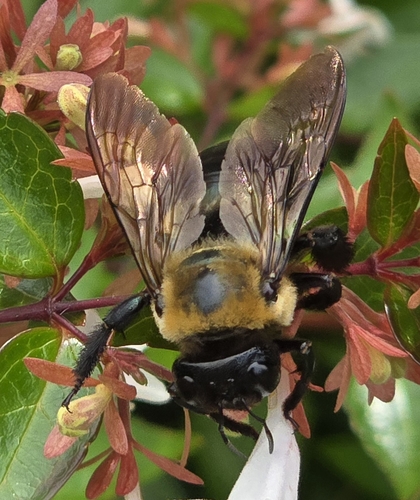 iNaturalist image