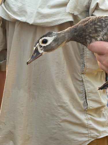 iNaturalist image