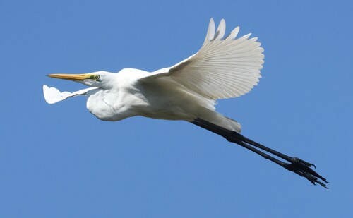 iNaturalist image