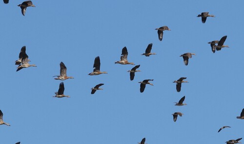 Plumed Whistling-Duck